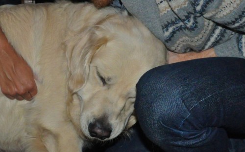 hondje-2.jpg